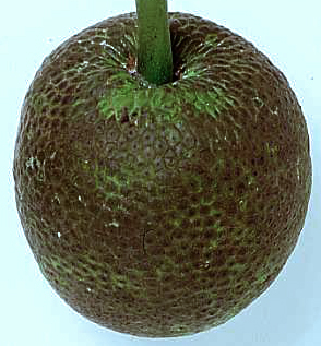 breadfruit.JPG