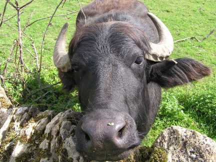 Water%20Buffalo%21.jpg