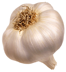 garlic-bulb_d.gif